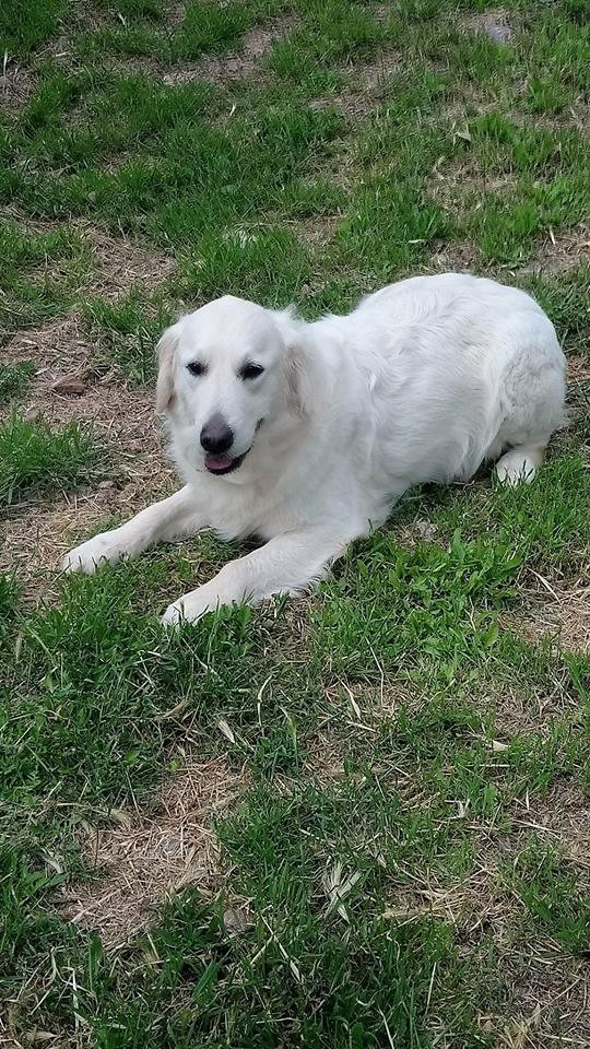VIOLETTE  des carrieres de poincy