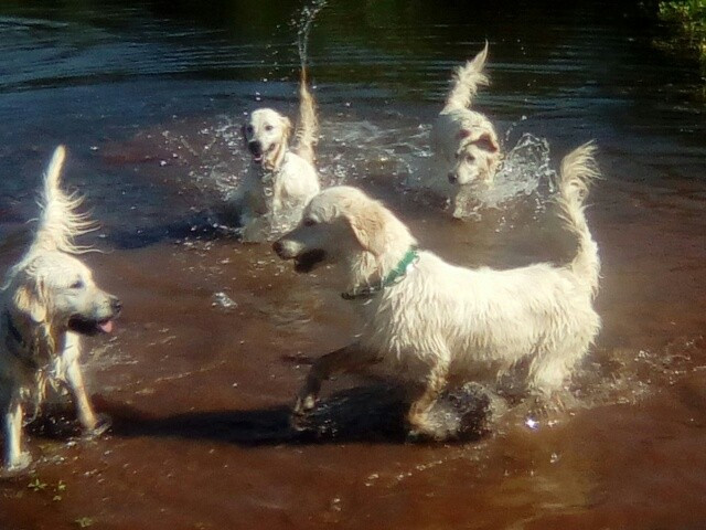 v'anna Les Goldens Des Tribus D'Or