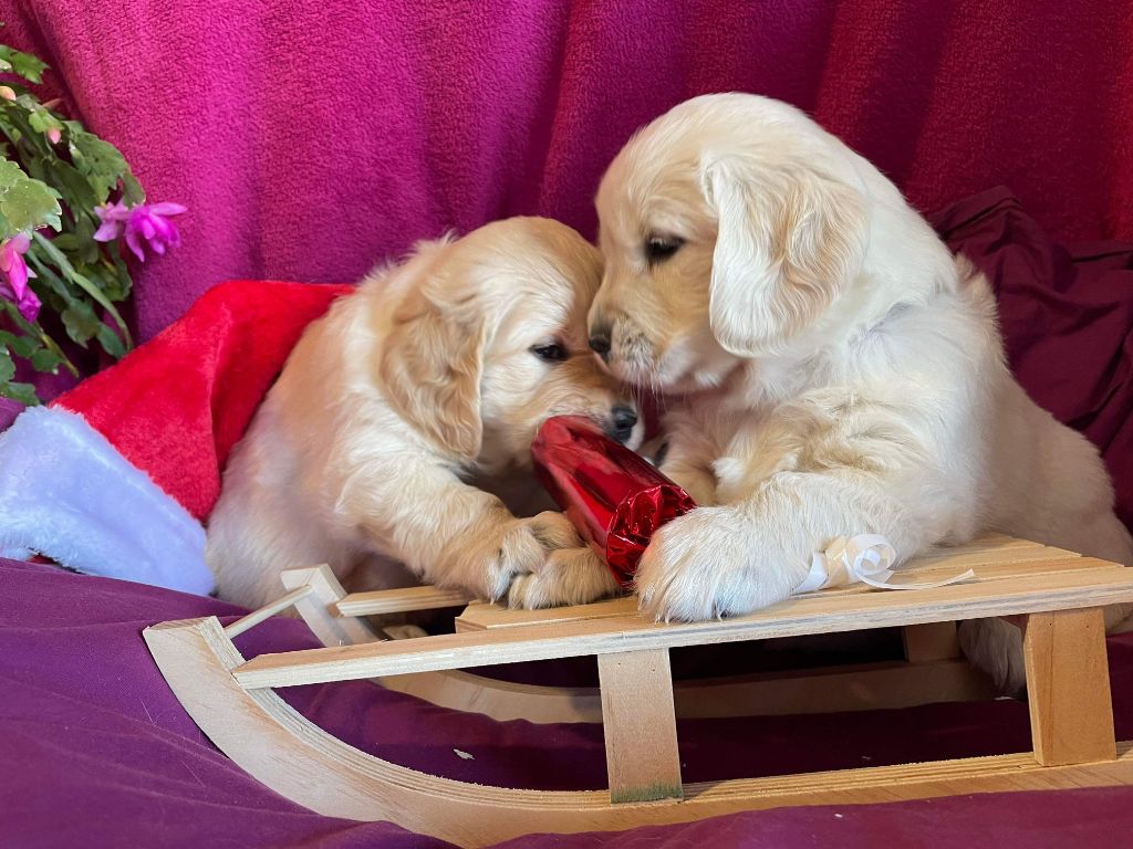 chiots 2