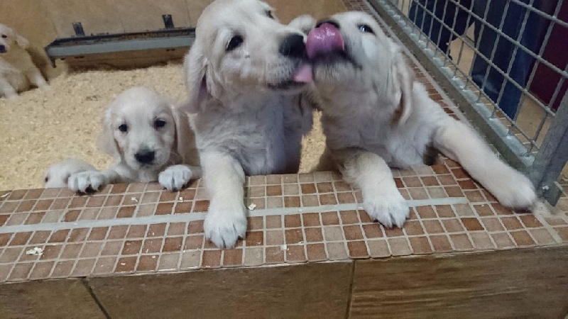 chiots