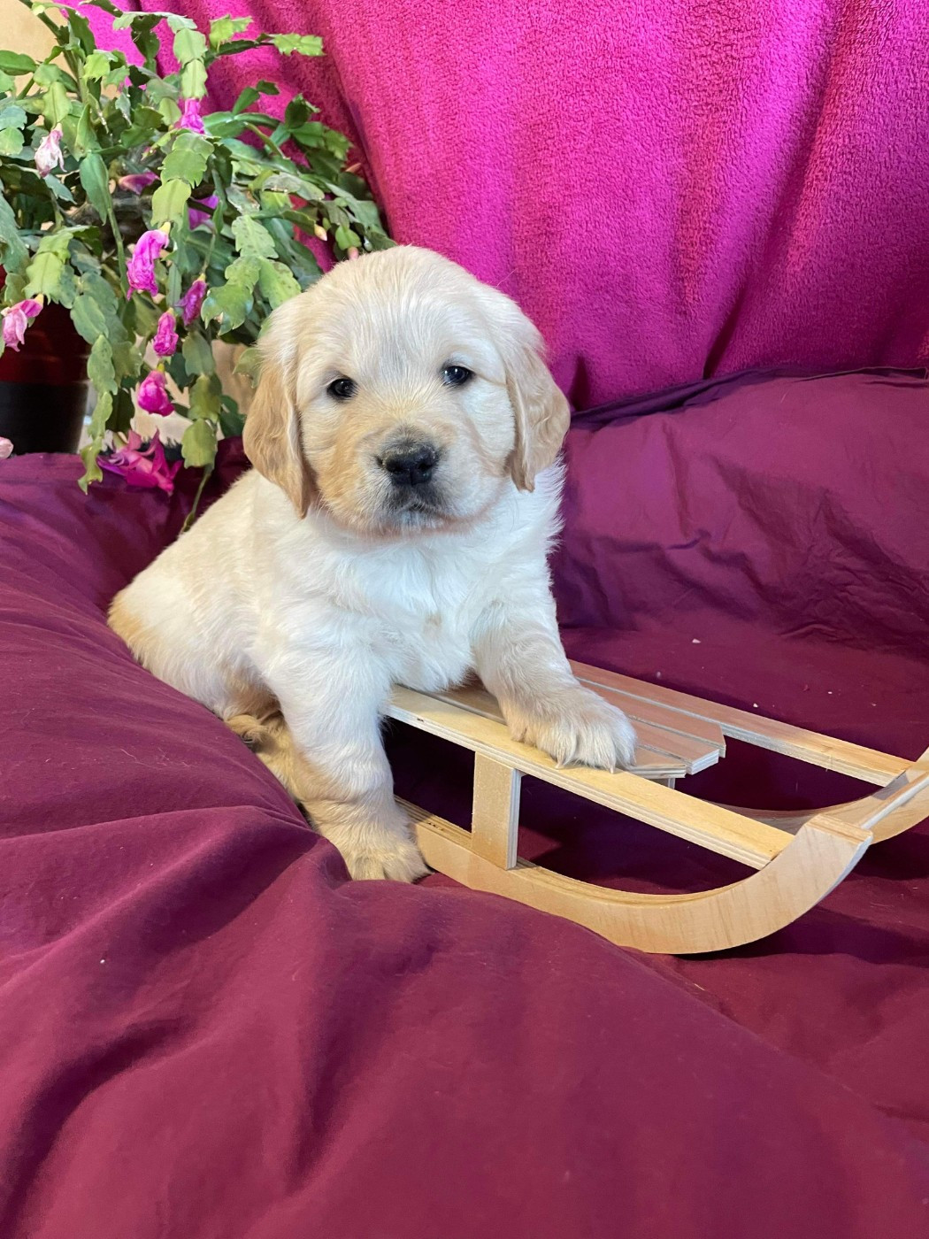 des carrieres de poincy - Chiots disponibles - Golden Retriever