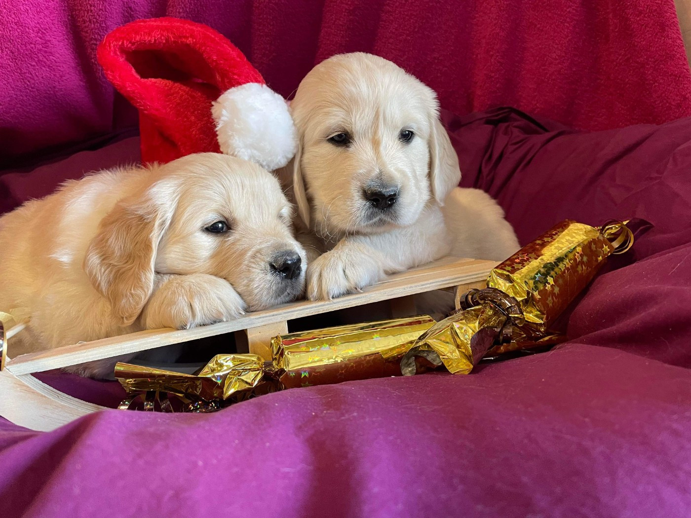 des carrieres de poincy - Chiots disponibles - Golden Retriever