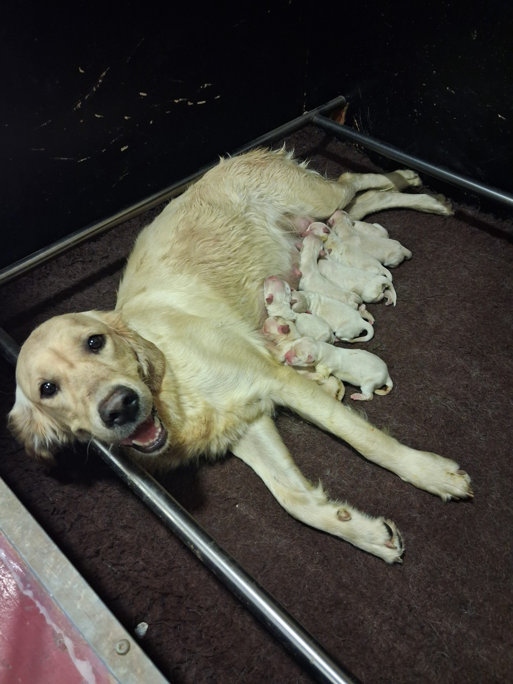 des carrieres de poincy - Chiots disponibles - Golden Retriever