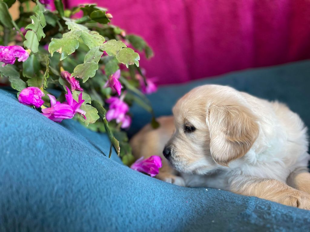 des carrieres de poincy - Chiots disponibles - Golden Retriever