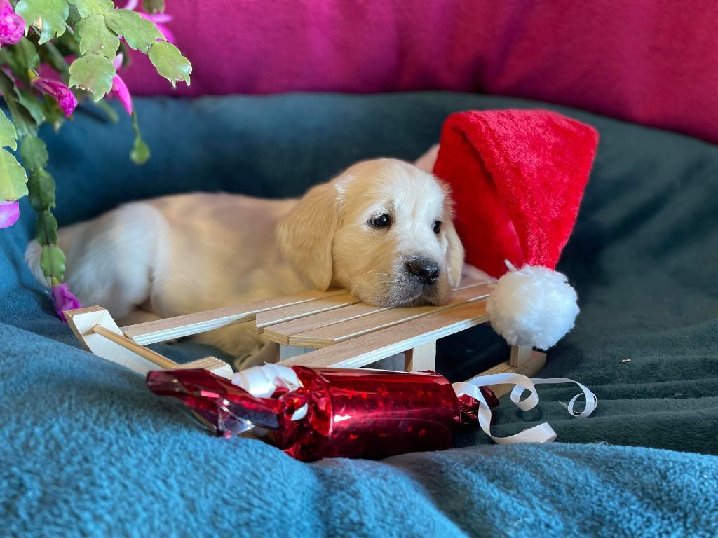 des carrieres de poincy - Chiots disponibles - Golden Retriever