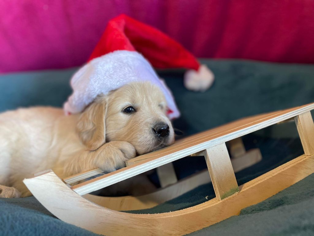 des carrieres de poincy - Chiots disponibles - Golden Retriever