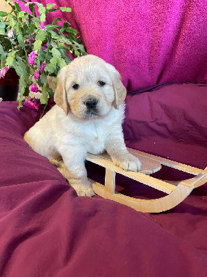 CHIOT 6