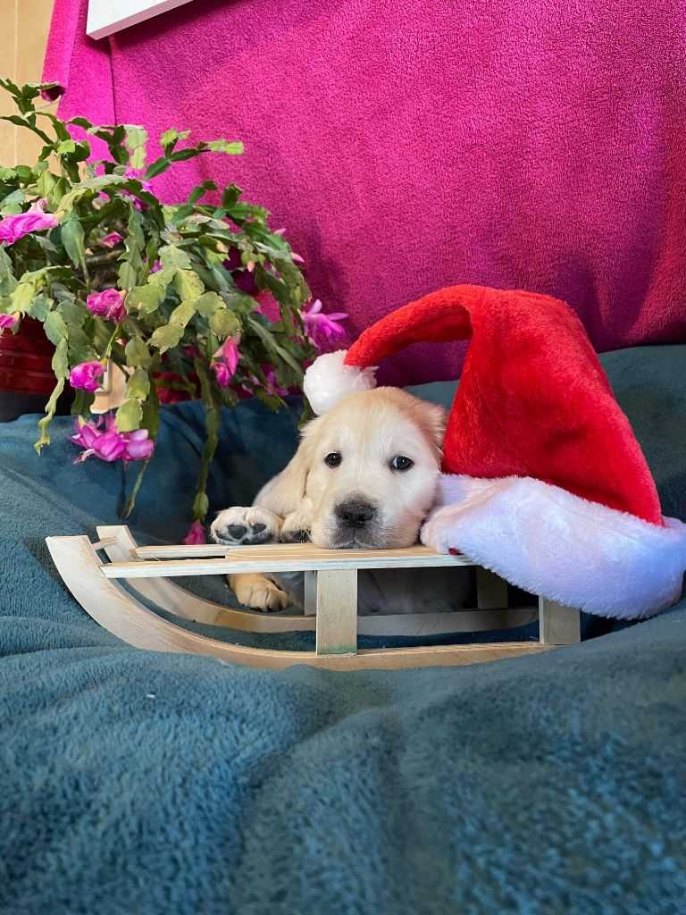 des carrieres de poincy - Chiots disponibles - Golden Retriever
