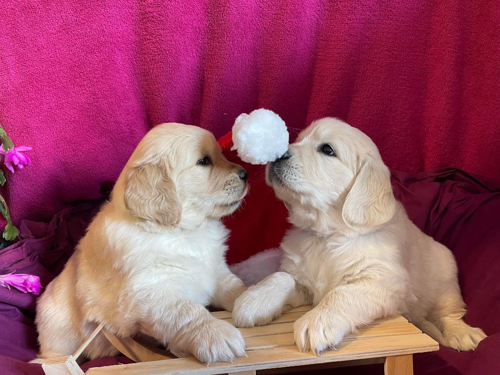 des carrieres de poincy - Chiots disponibles - Golden Retriever